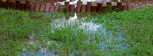 Flooded yard resulting from homeowner not grading yard