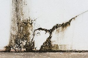 mold and mildew buildup in the cracks of a basement that will require the help of a professional fill dirt contractor to fill in and stop the leak of water that is causing it
