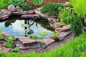 a backyard pond with lily pads and edging stones