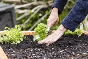 Person planting seedlings in a raised garden bed