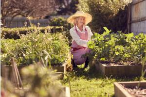 Senior woman tending her plants that are in a raised garden bed