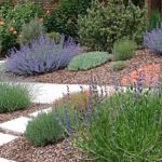a beautiful xeriscape garden surrounded by mulch