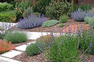 a beautiful xeriscape garden surrounded by mulch