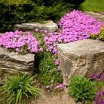a rock garden constructed after a Virginia fill dirt delivery