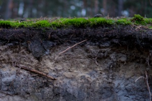 layers of soil in a backyard