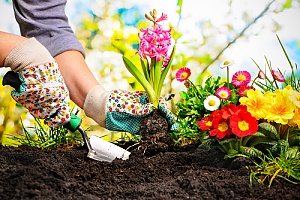 Gardening with compost and mulch