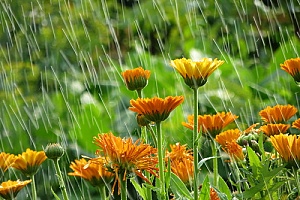 Rain Garden flowers