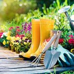 Rain Garden- Tools and Supplies