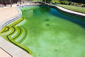 a dirty swimming pool that is lowering the resale value of a home