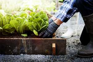 person-planting-lettuce