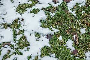 snow on grass during the winter