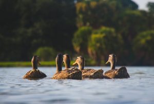 Ducks in a retention pond Fairfax, Virginia