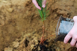 a tree planted in silty soil after filling a hole in a yard