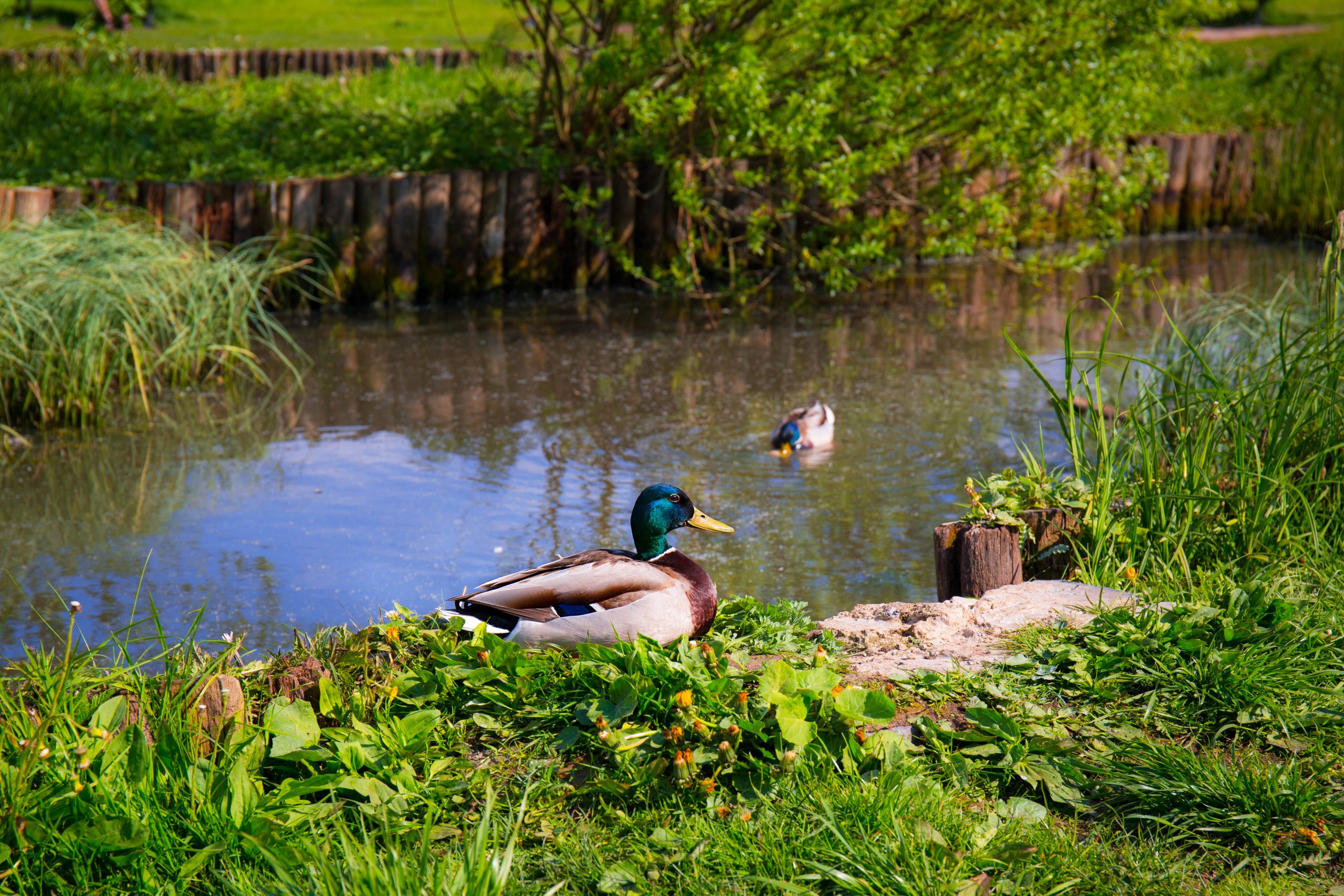 Retention pond with Mallard ducks