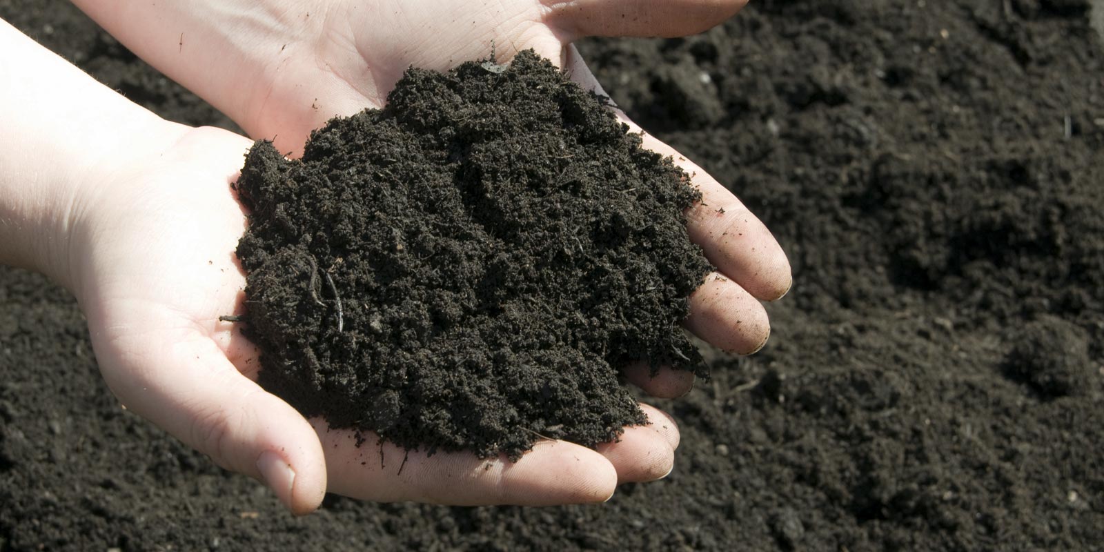 Hands holding topsoil