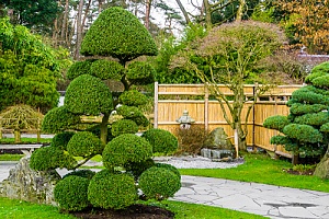 Oriental trees in backyard 