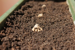 Screened topsoil in planter box