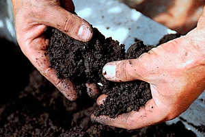 hands touching soil that might be acidic