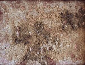 development of mold and mildew is one of the more common causes for expensive home repairs