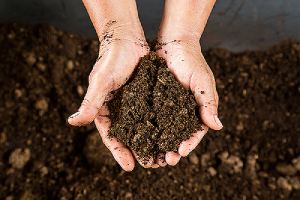 Hand holding soil peat moss.Peat Moss can be an effective way to lower your soil acidity