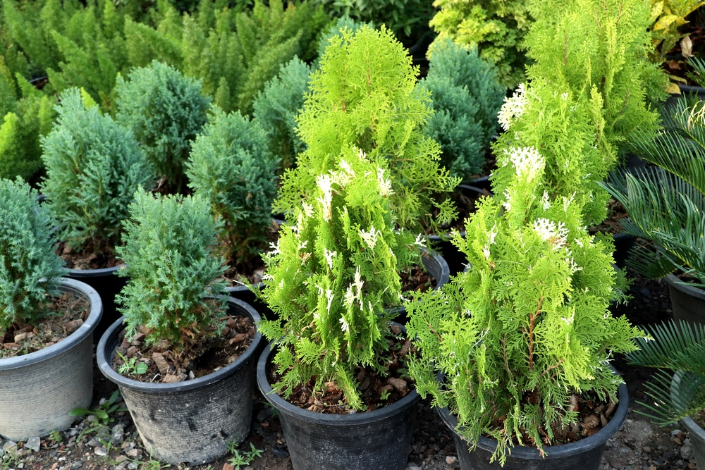 remember the evergreen plants are ready to go for great fall gardening ideas