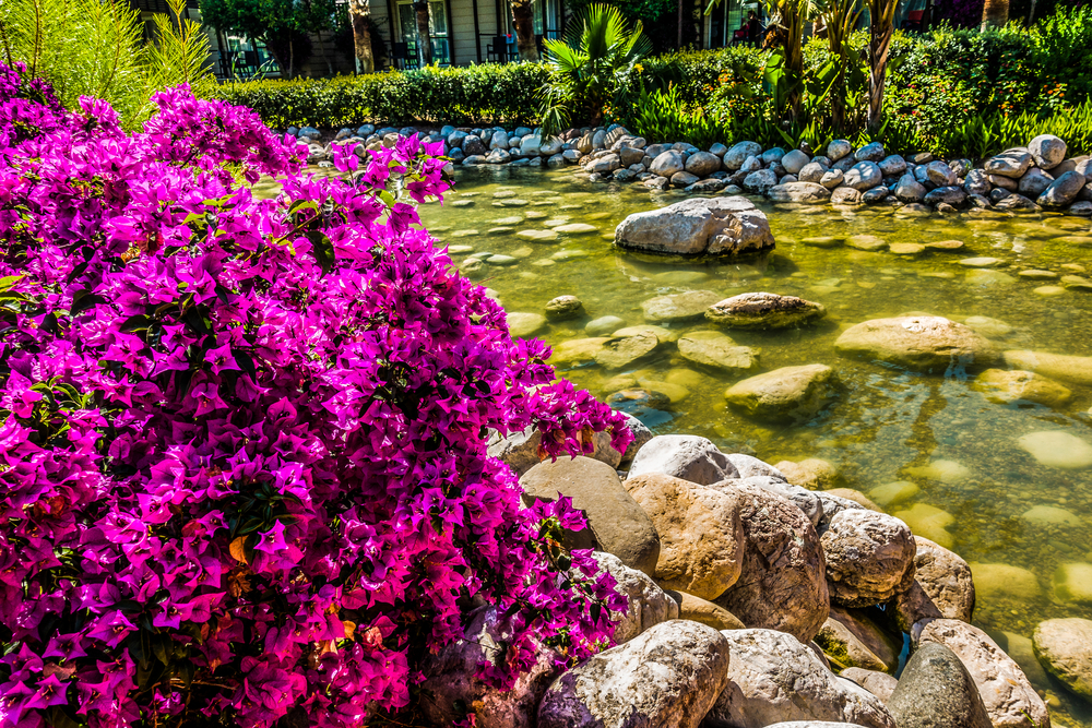 waterfalls with beautiful colored flowers and shrubs
