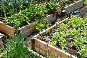 raised beds in garden growing vegetables