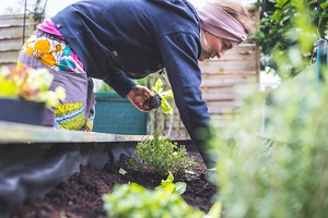 woman is planting vegetables and herbs in raised bed