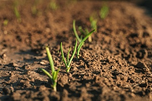 close up look of plants growing in a clay soil garden