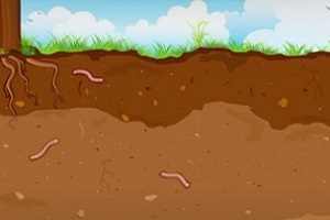 soil layers with worms in it