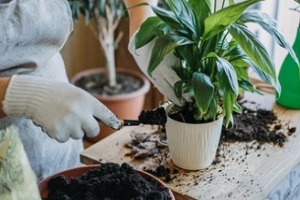 soil work in home plants