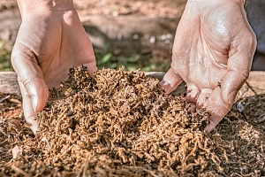 used tea leaves used as soil enhancers