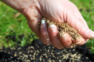 man holding grass seeds with top soil