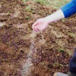 man spreading grass seed on soil in garden