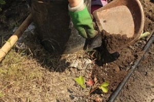 gradener adding manure to the soil