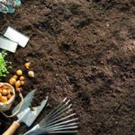 gardening tools and seedlings on soil