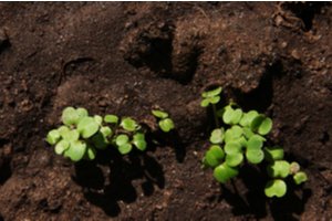 Plants and nutrition-rich soil
