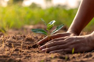 Planting a small plant in the nutrition-rich soil