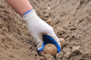 Planting potatoes in sandy soil