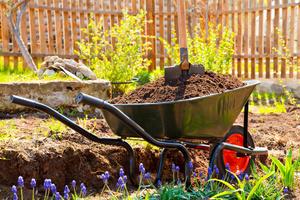 A wheelbarrow full of soil in the garden