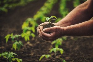 A crop farm and hands holding a plant