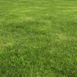 A grass field