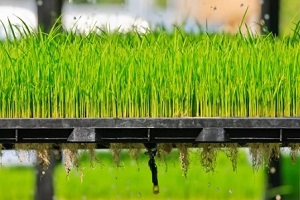 aeroponics rice plantation technic