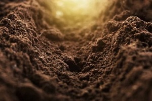 loam soil for gardening