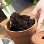 soil potting
