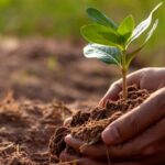 human hands planting trees in Northern Virginia soil