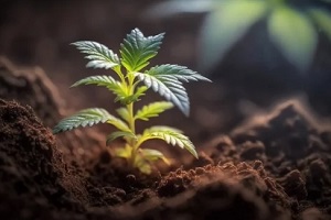 baby cannabis plant growing in the soil