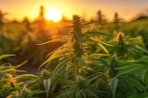 Northern Virginia cannabis plants during sunset