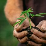 Northern VA farmer hands holds baby cannabis plant