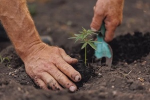 man planting a baby cannabis plant